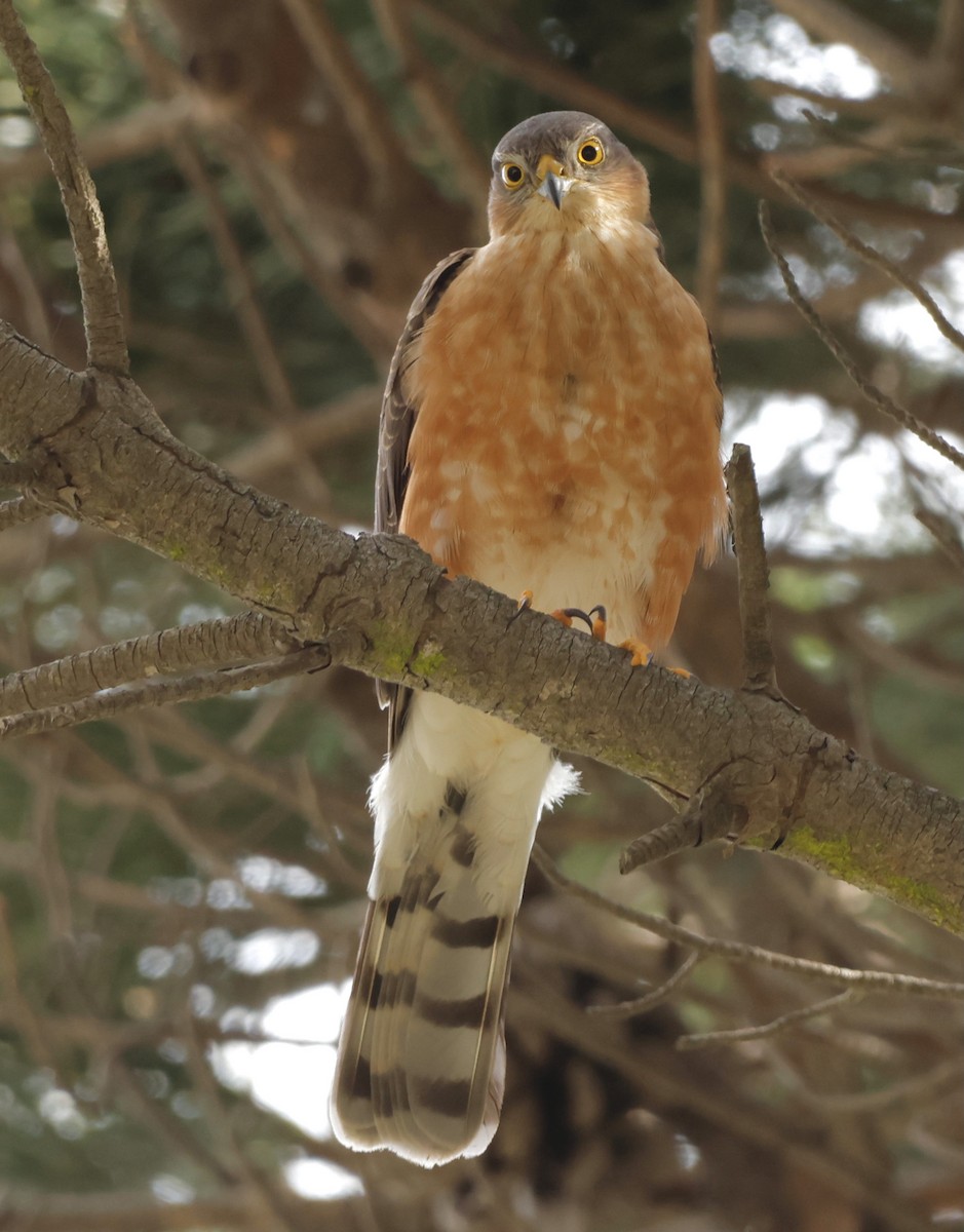 Rufous-breasted Sparrowhawk - ML562714171