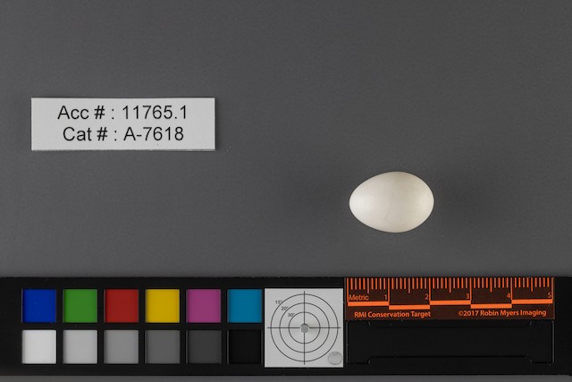 Connecticut Warbler egg. - Connecticut Warbler - 