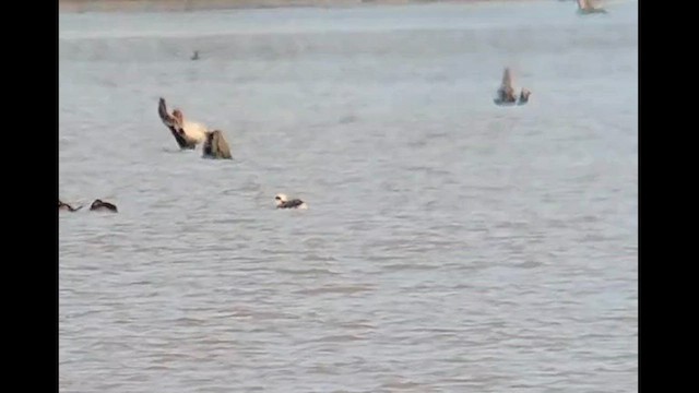 Long-tailed Duck - ML562715121