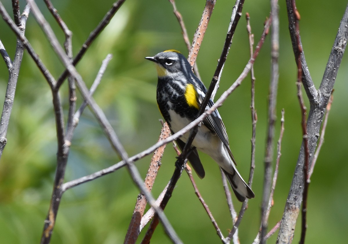 Yellow-rumped Warbler (Myrtle x Audubon's) - ML56271571