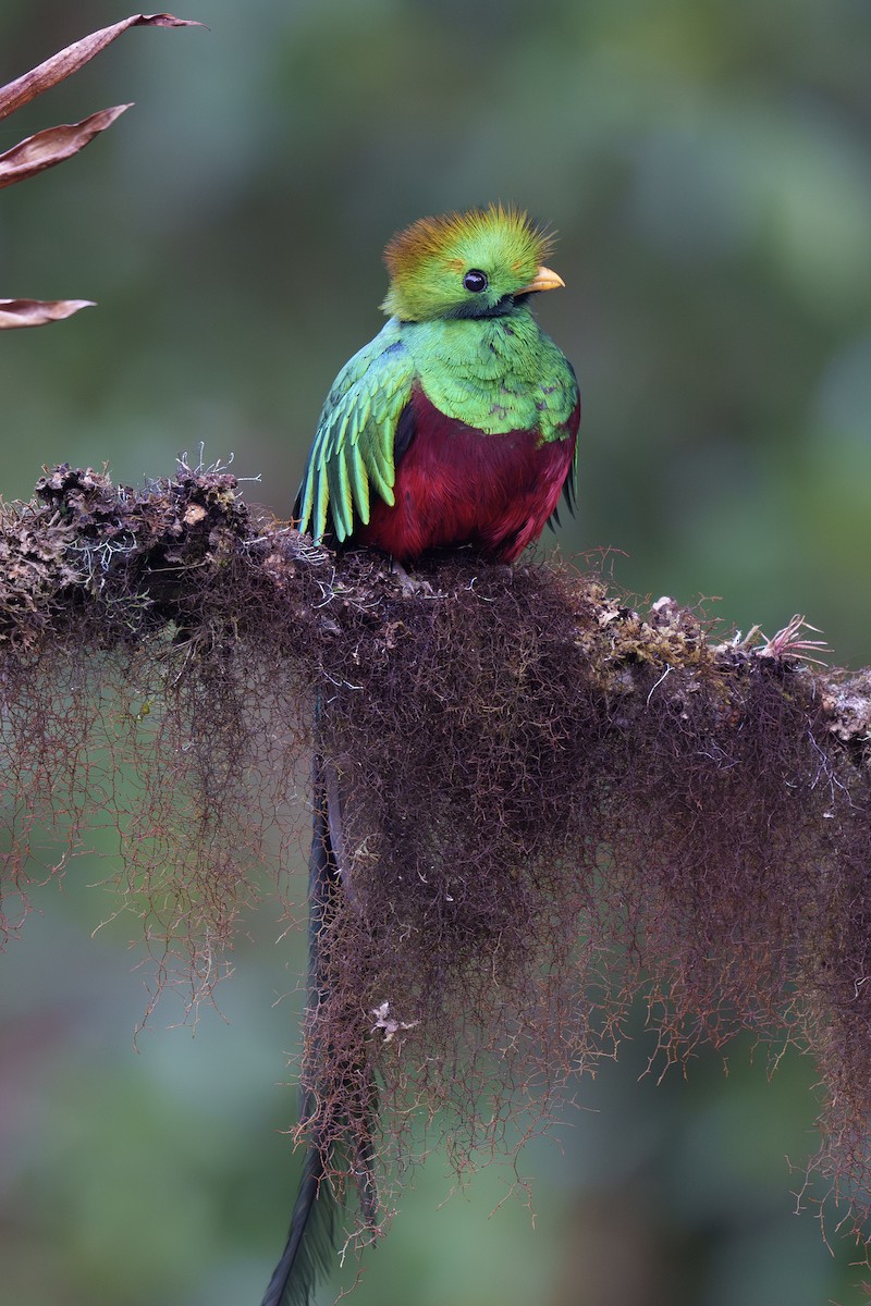 Quetzal Guatemalteco - ML562716381