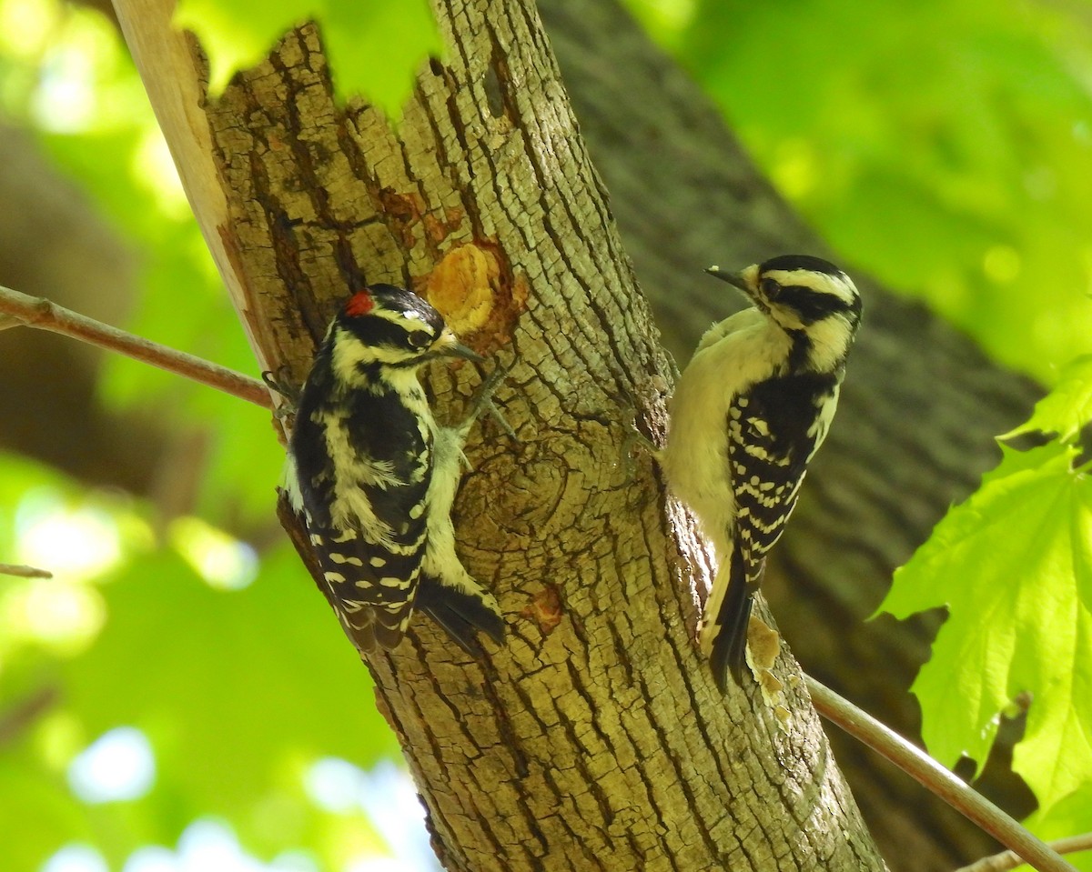 New York Breeding Bird Atlas Checklist - 25 Apr 2023 - Frank Melville ...