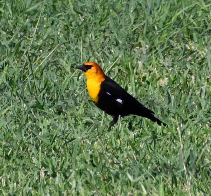 Yellow-headed Blackbird - ML562716701