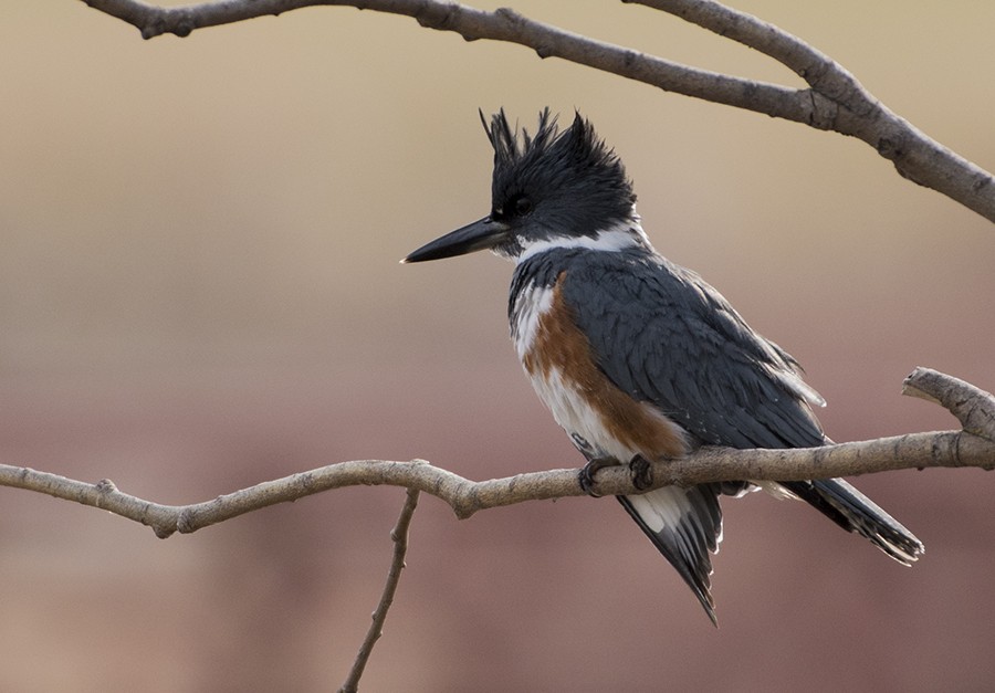 Belted Kingfisher - Annie McLeod