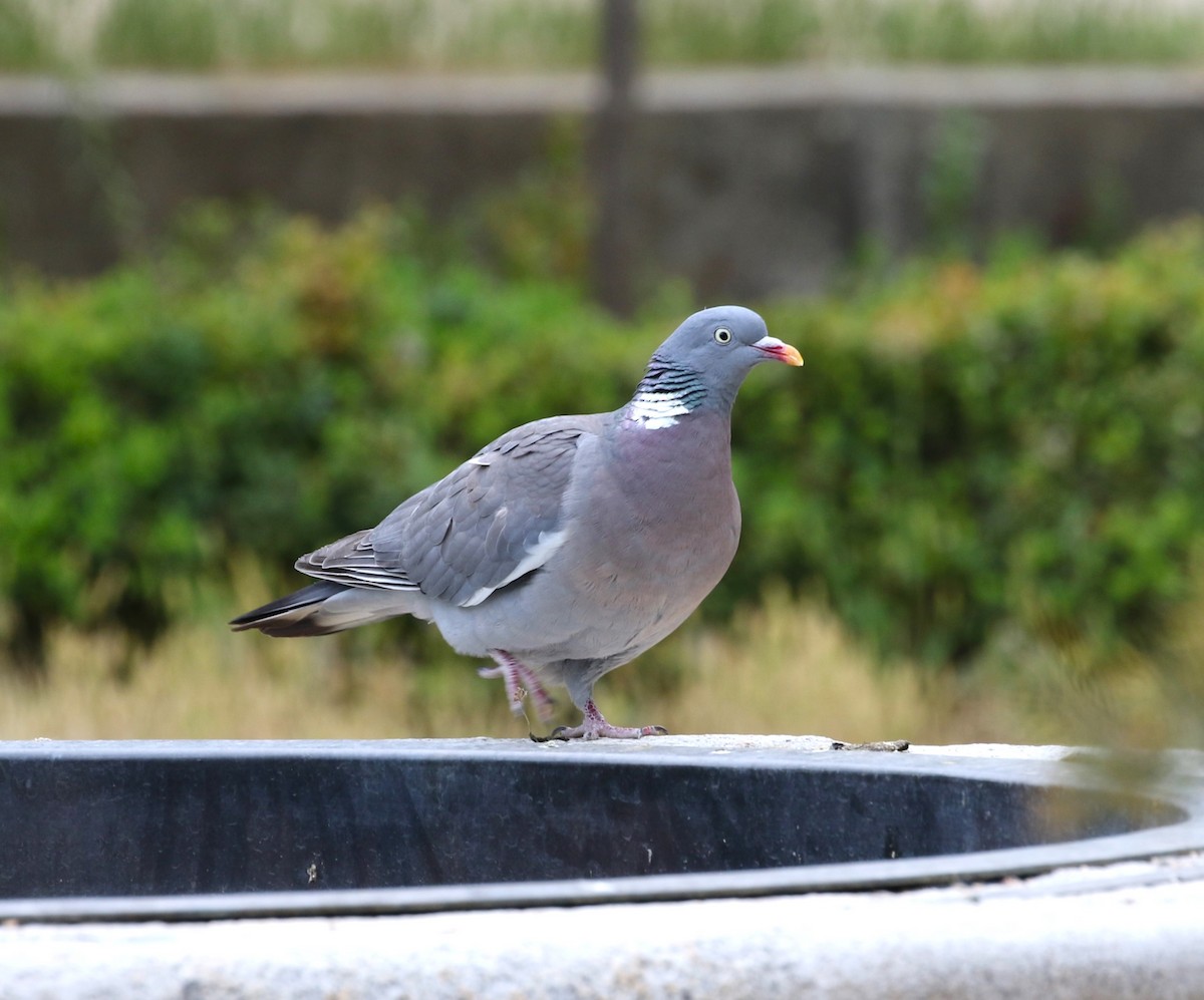 Common Wood-Pigeon - ML562718651