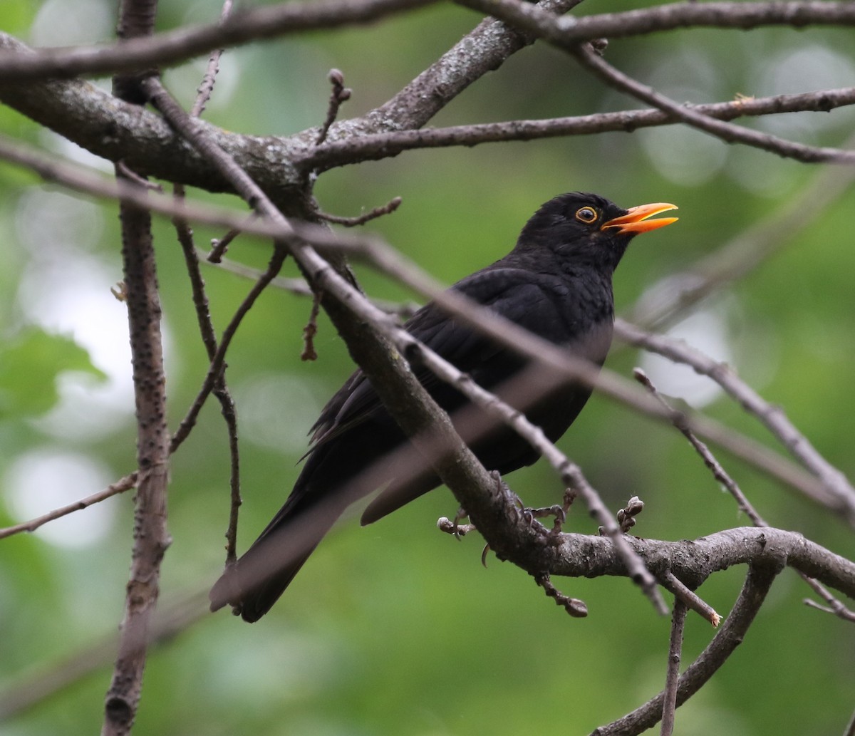 Eurasian Blackbird - ML562719271