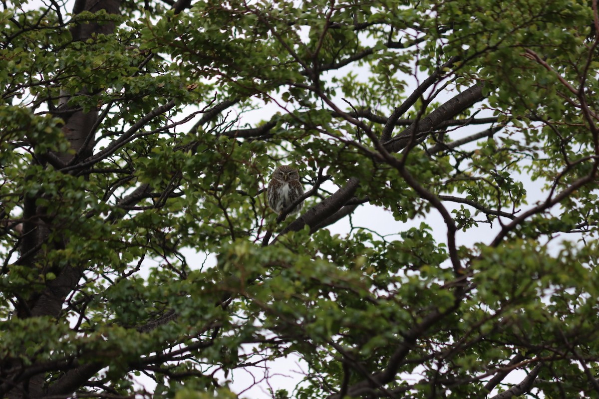 Austral Pygmy-Owl - ML562720951