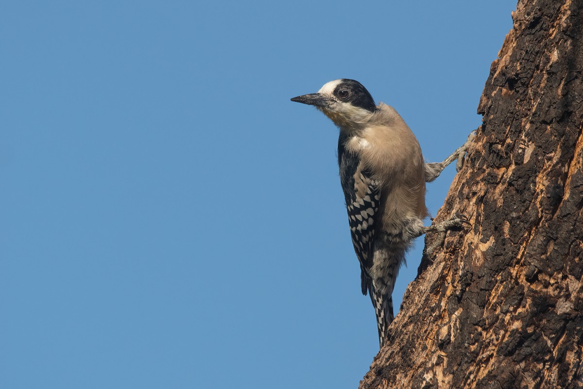 White-fronted Woodpecker - ML562724361