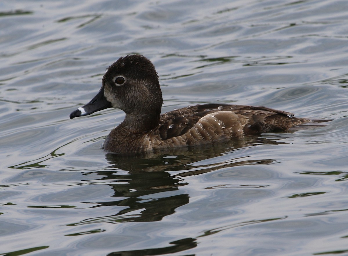 Ring-necked Duck - ML562728721