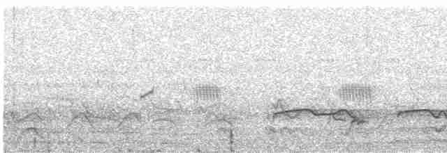 Дрімлюга гірський (підвид poliocephalus) - ML562730271