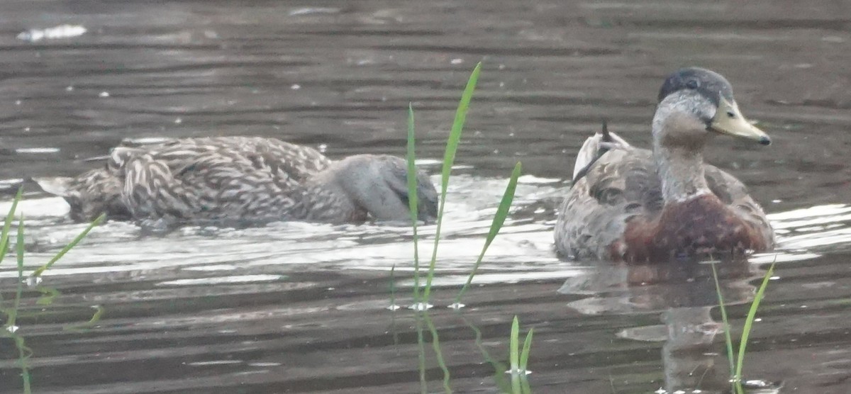 eBird Checklist 25 Apr 2023 Double Hammock Creek 37 species (+1 other taxa)