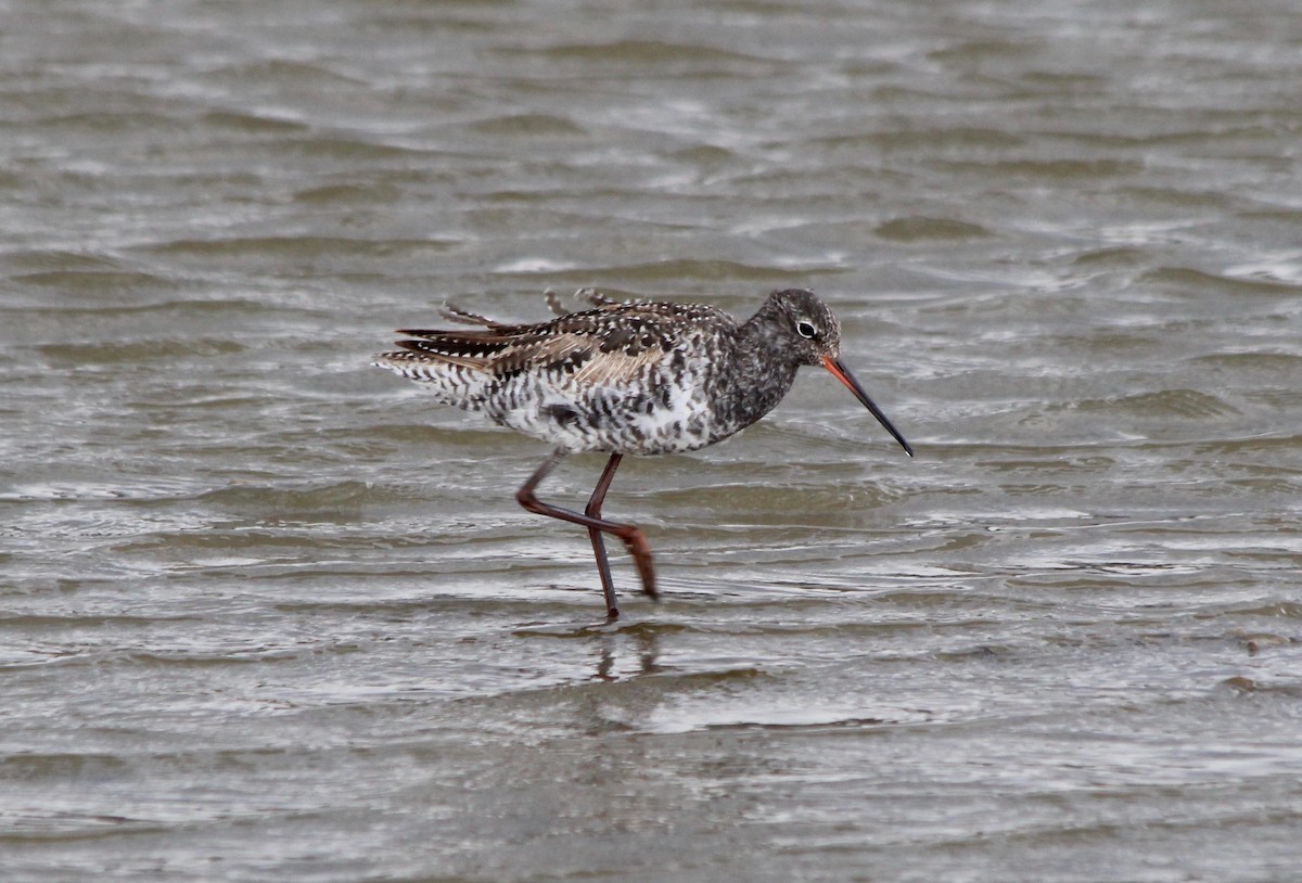 Spotted Redshank - ML56273861