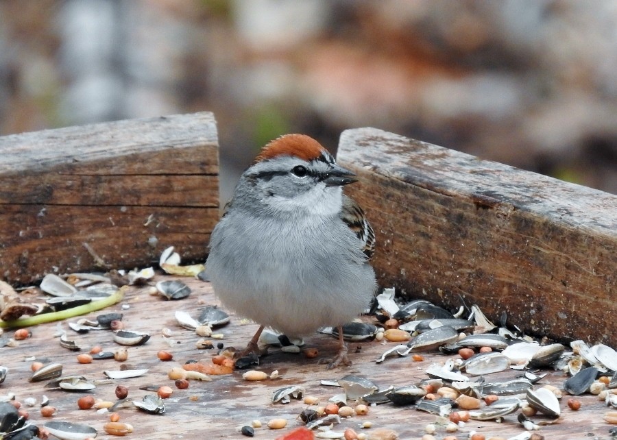 Chipping Sparrow - ML56273901