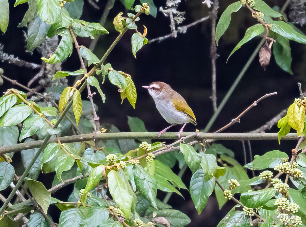 White-browed Crombec - ML562739341