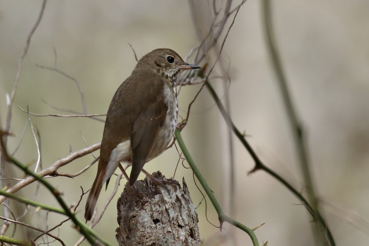 eBird Checklist - 25 Apr 2023 - Dennis Pond - 39 species
