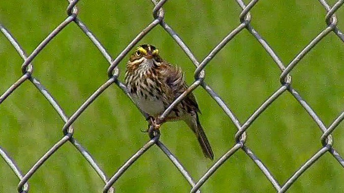 Savannah Sparrow - ML562740201