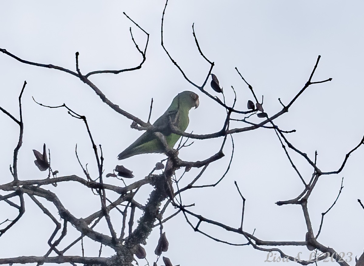 Red-fronted Parrot - ML562740391