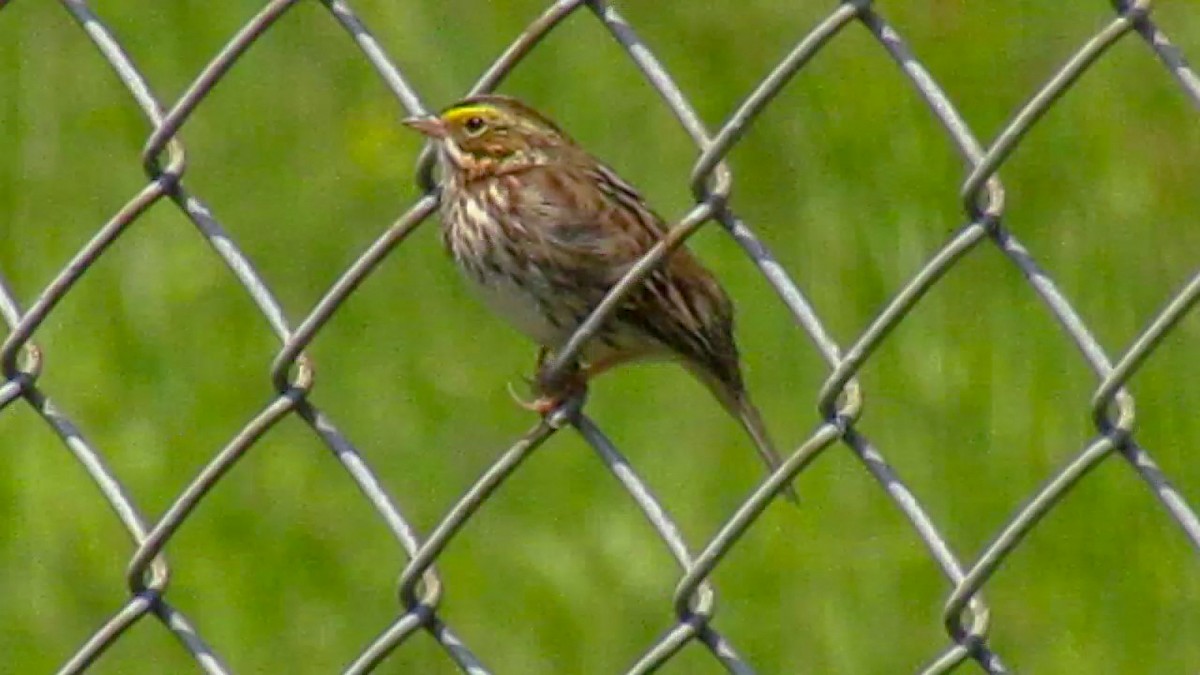 Savannah Sparrow - ML562740441