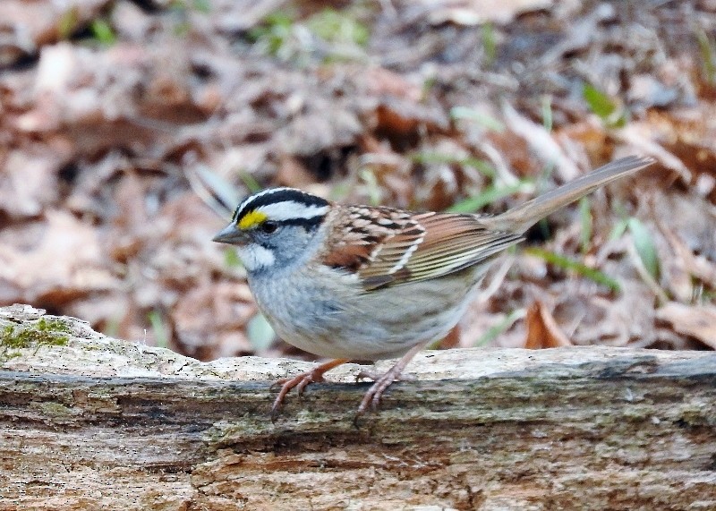 White-throated Sparrow - ML56274051