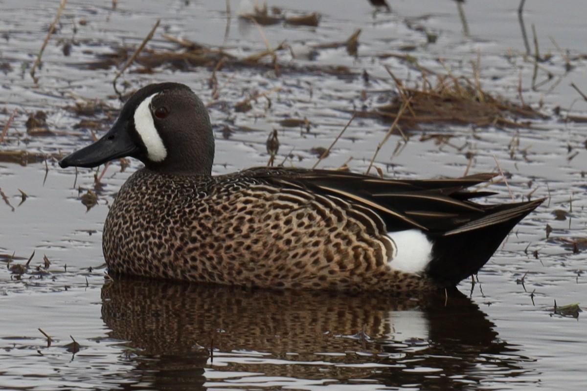 Blue-winged Teal - ML562745581