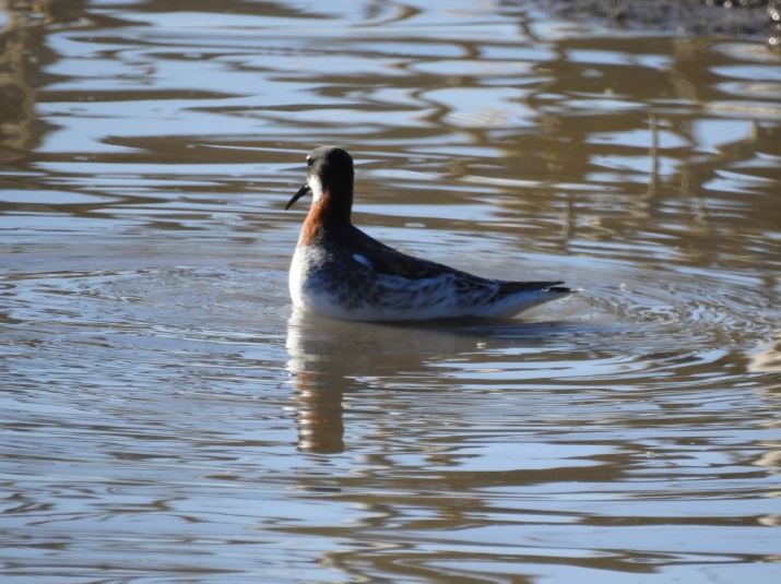 Red-necked Phalarope - Jeff and Allison Gross