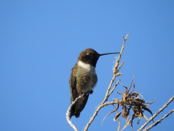 Black-chinned Hummingbird - ML56274921