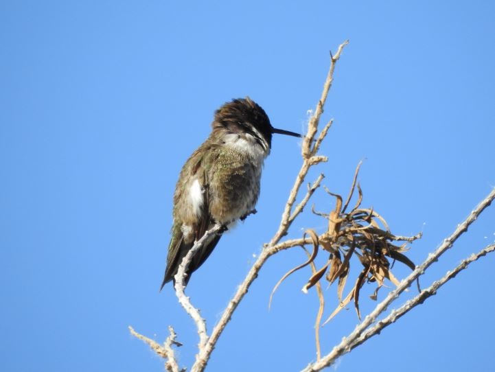 Black-chinned Hummingbird - ML56274931