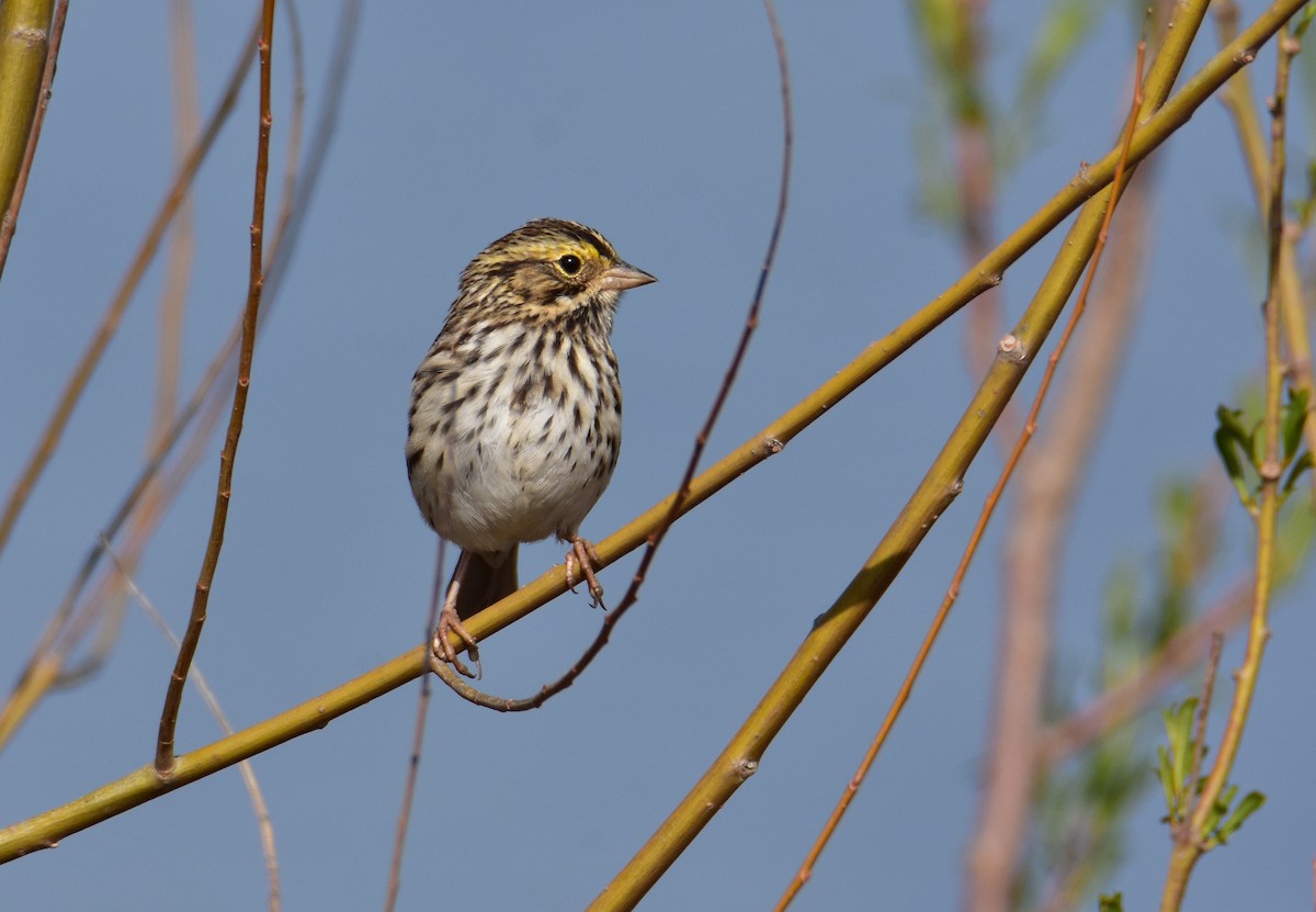 Savannah Sparrow - ML562749331