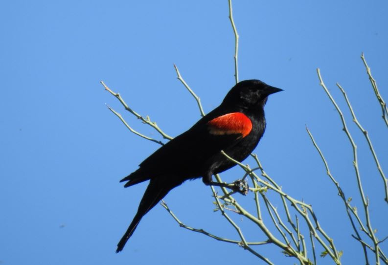 Red-winged Blackbird - Jeff and Allison Gross