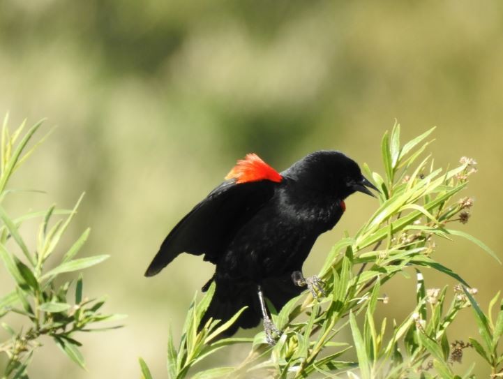 Red-winged Blackbird - ML56274981