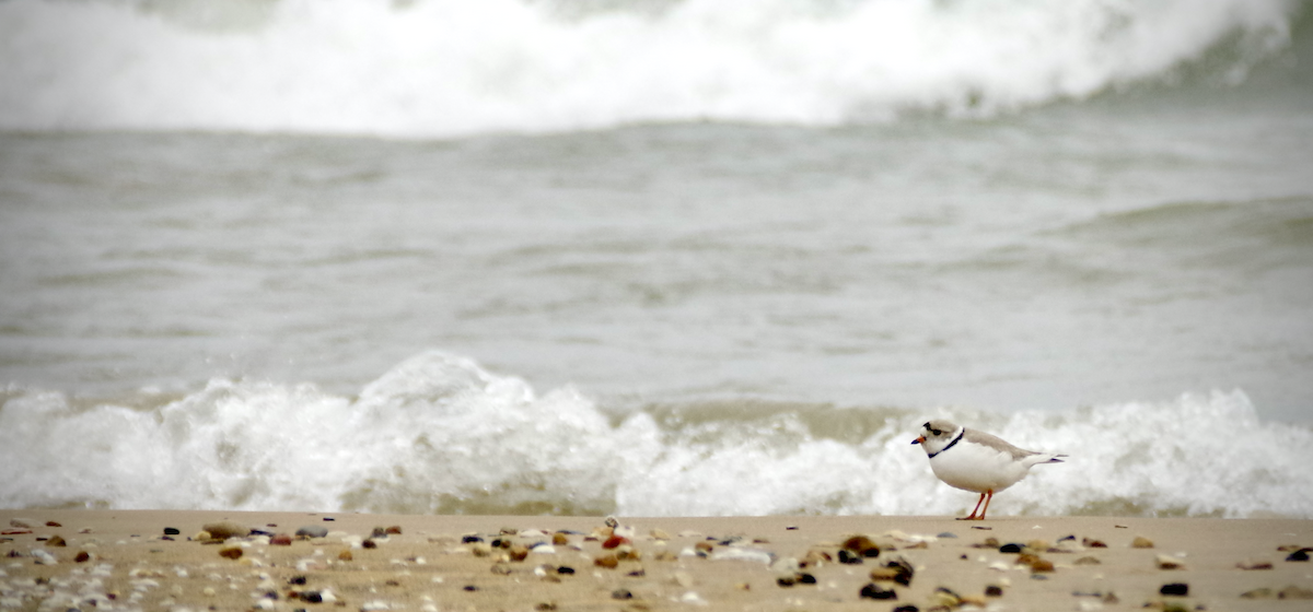 Piping Plover - ML562751271