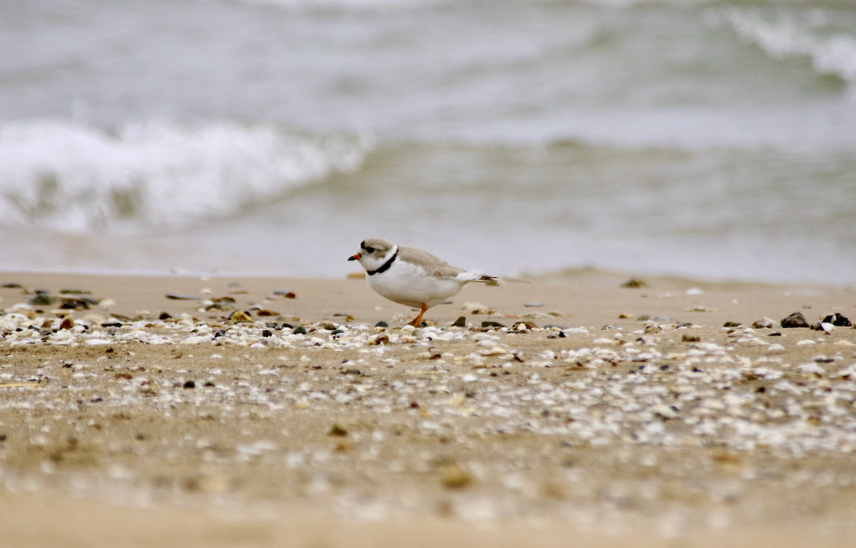 Piping Plover - ML562751421