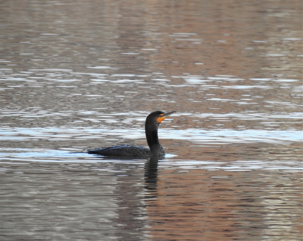 Double-crested Cormorant - T B