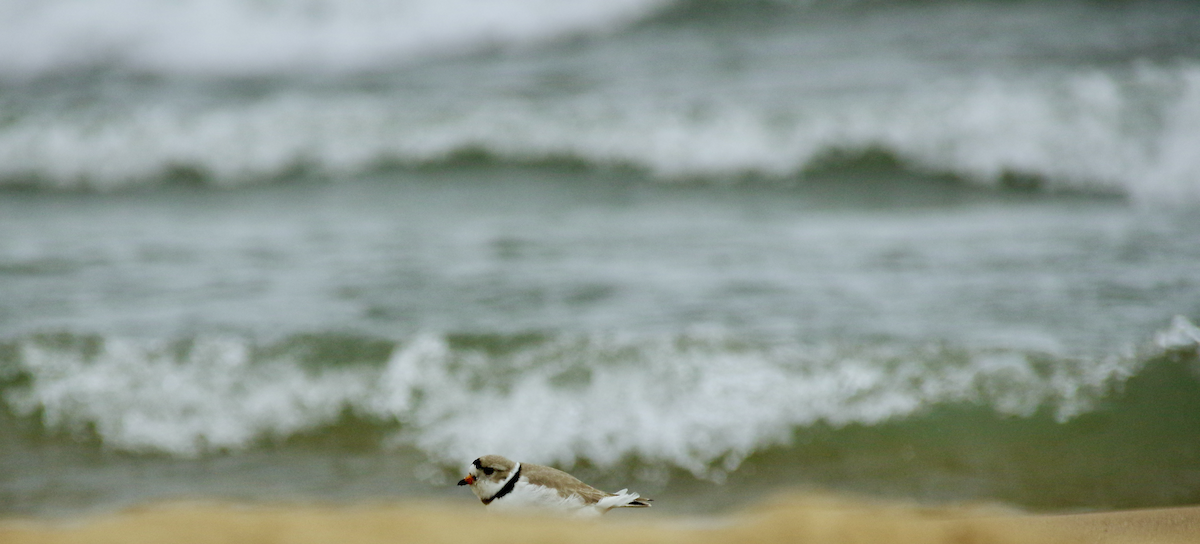 Piping Plover - ML562751651