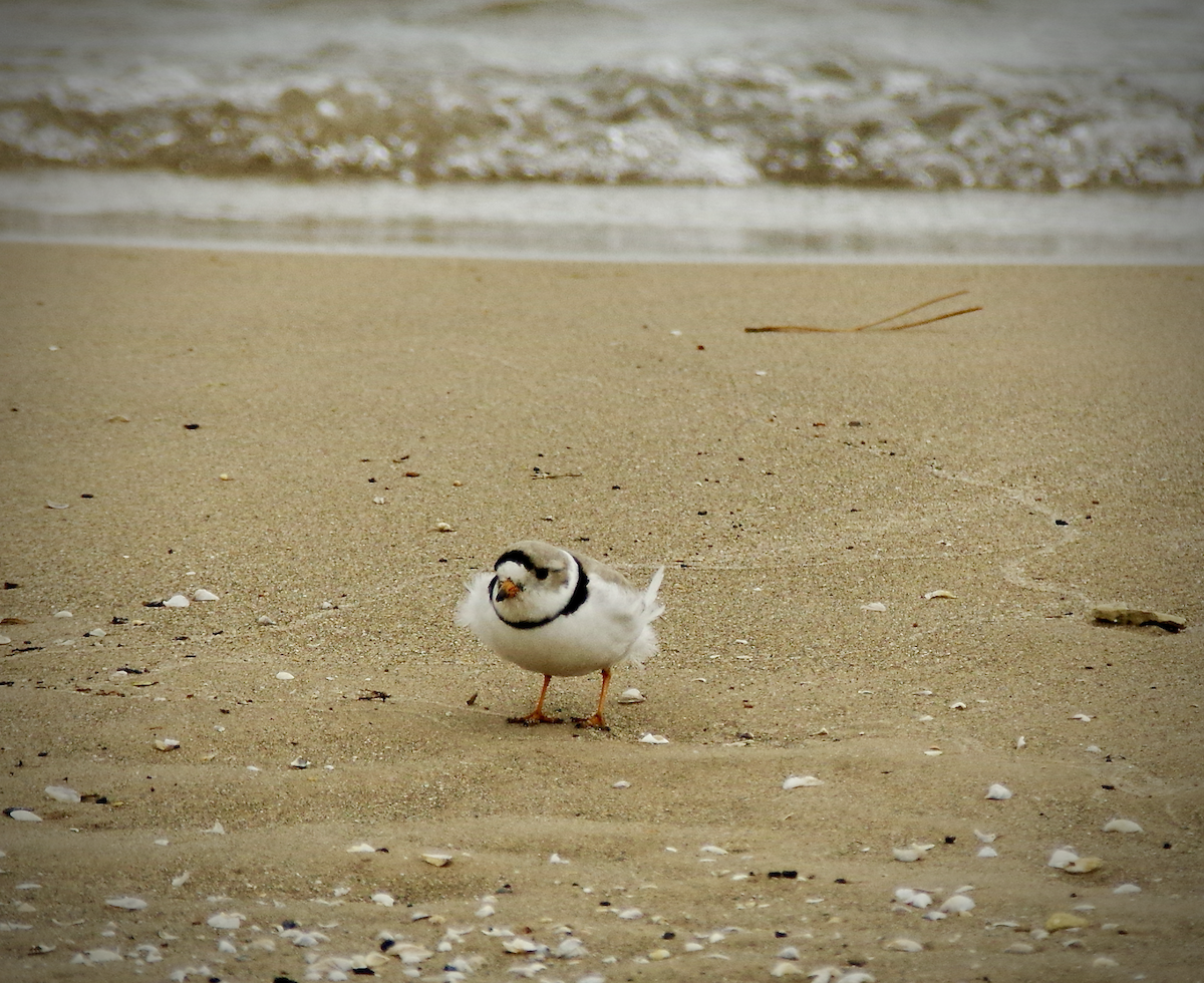 Piping Plover - ML562751881