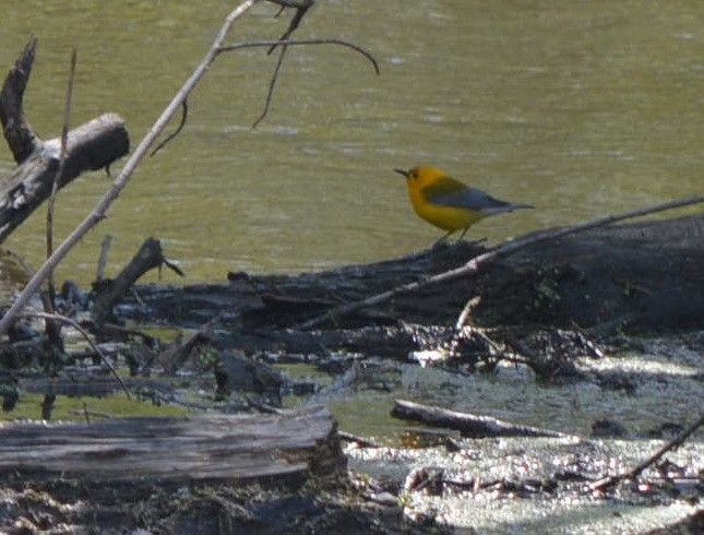 Prothonotary Warbler - ML562752751
