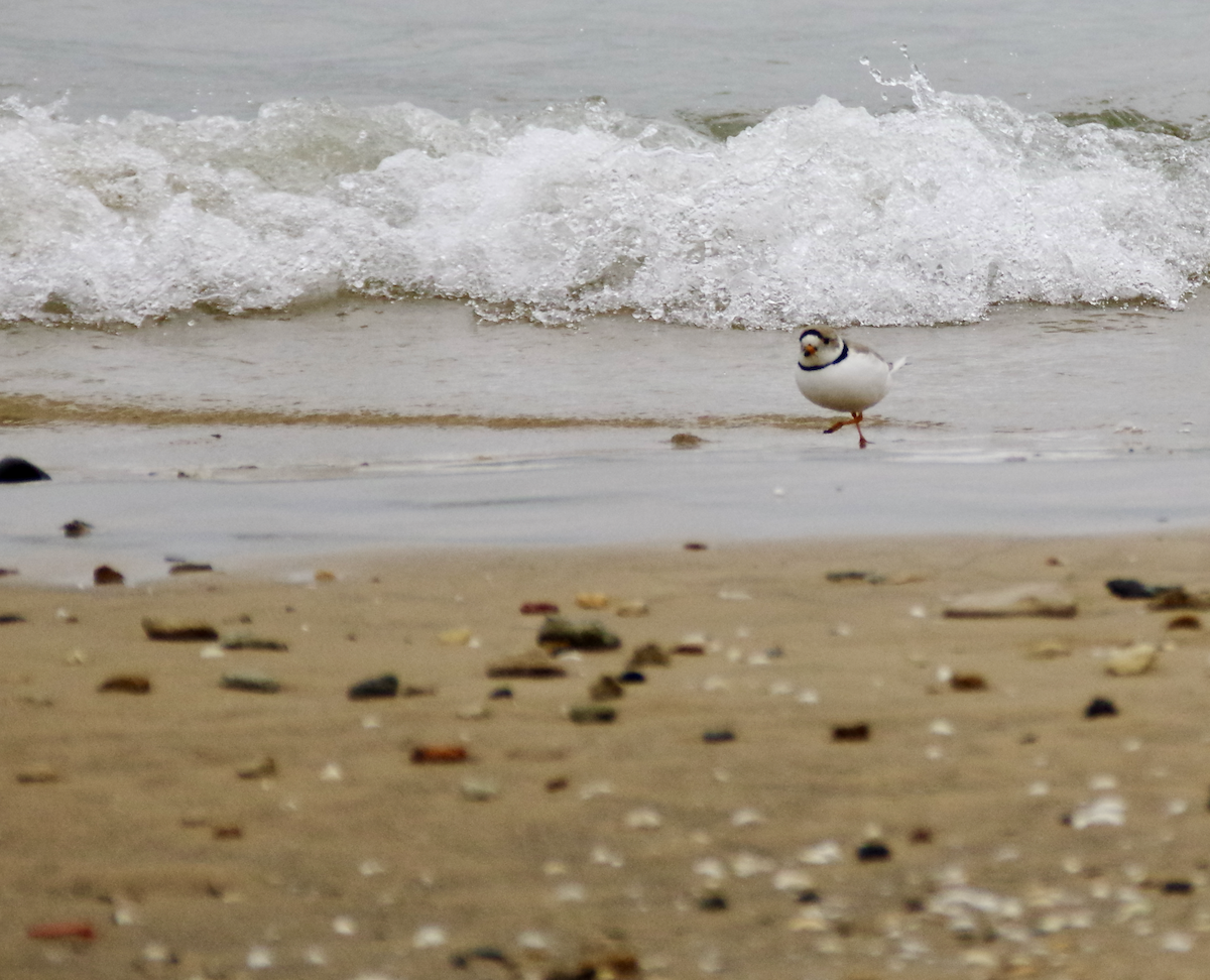 Piping Plover - ML562753691
