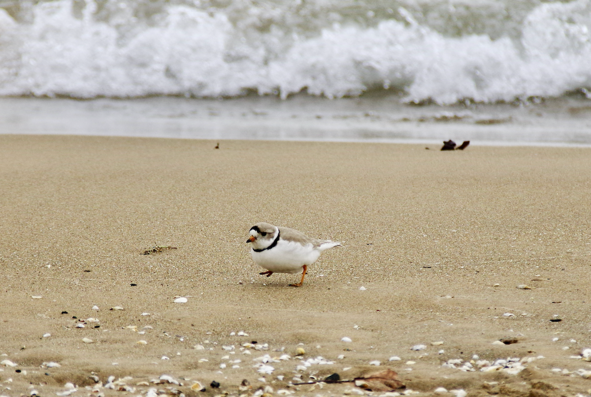 Piping Plover - ML562753931