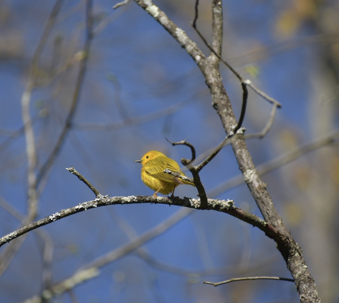 Yellow Warbler - ML562759181