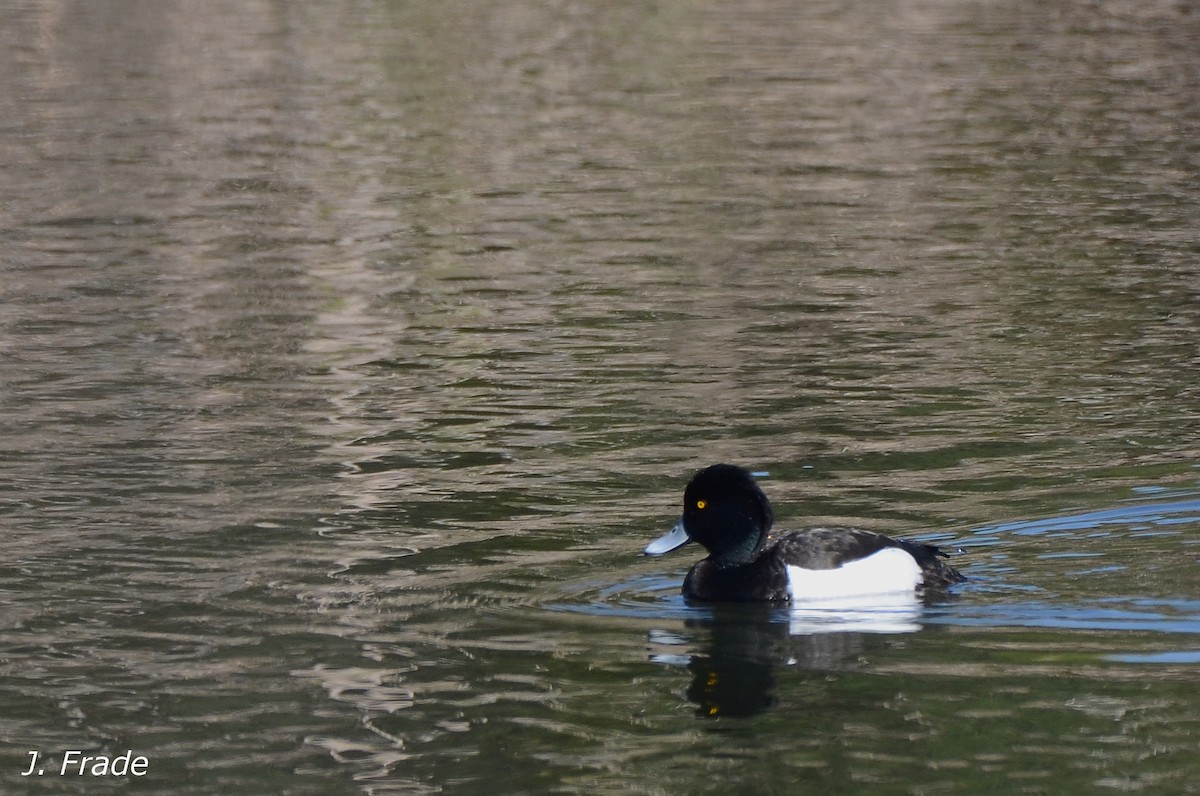 Tufted Duck - ML56275921