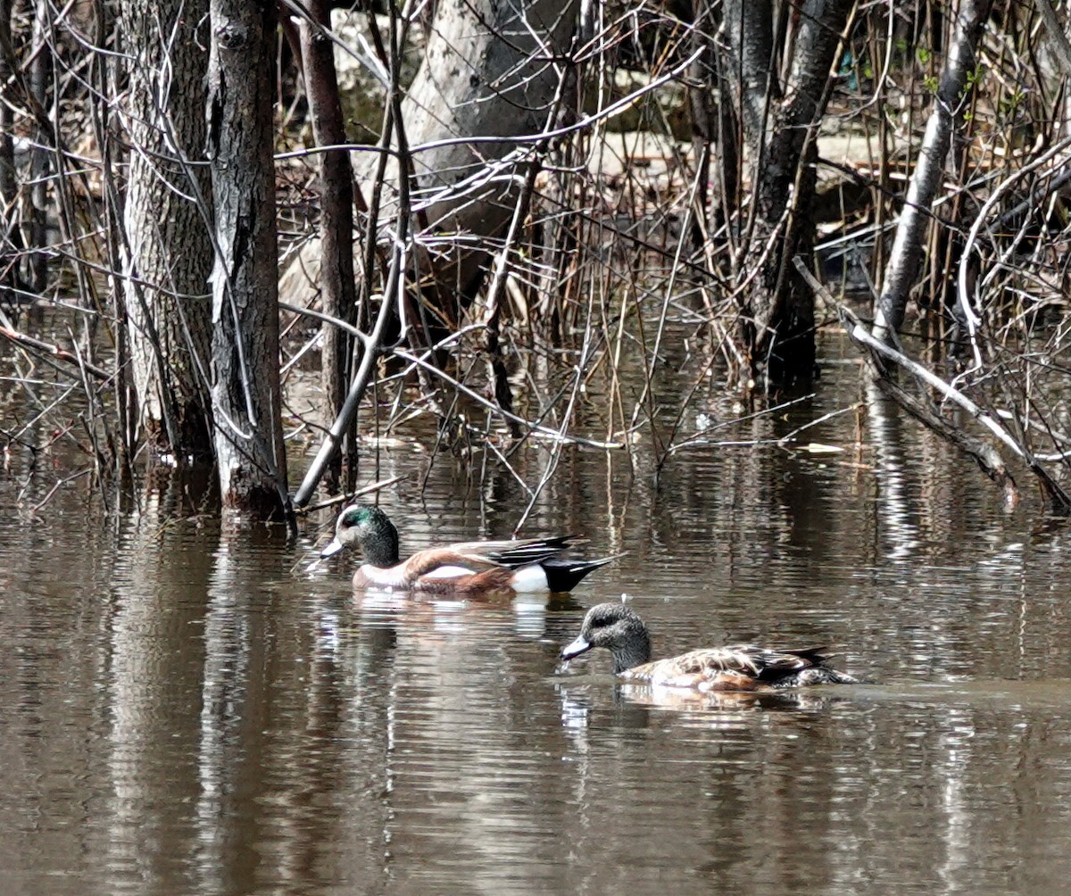 Ebird Checklist Apr Berge De L Harmonie Species