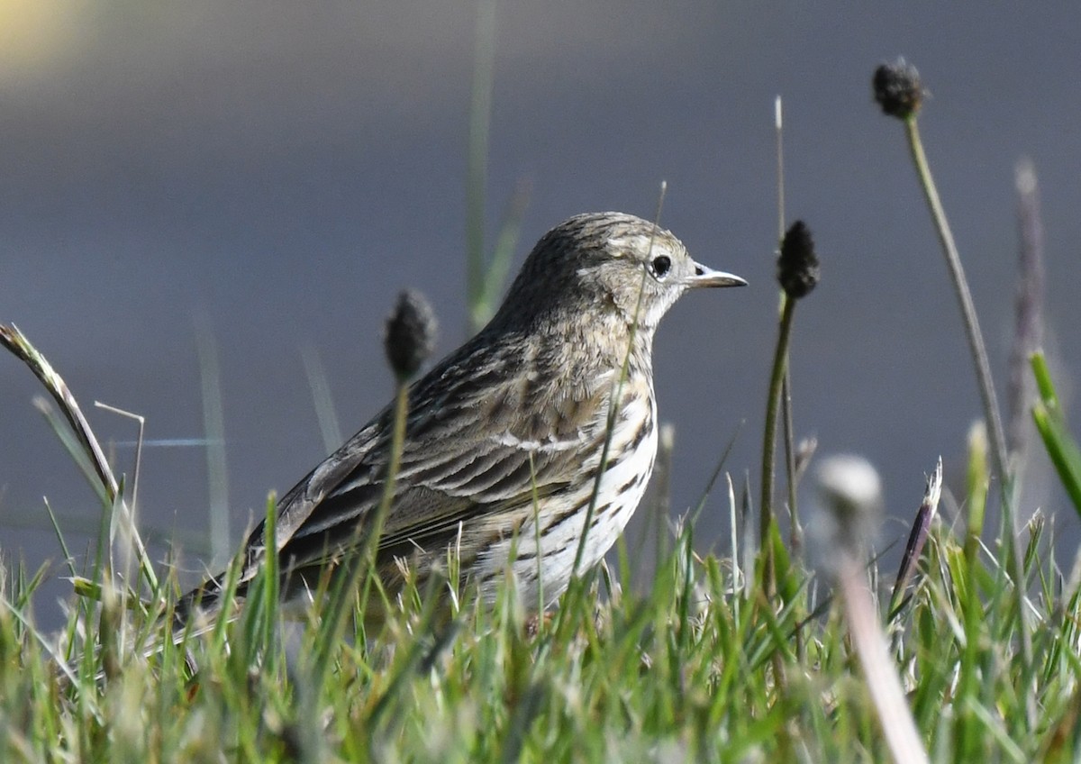 Meadow Pipit - ML562766411