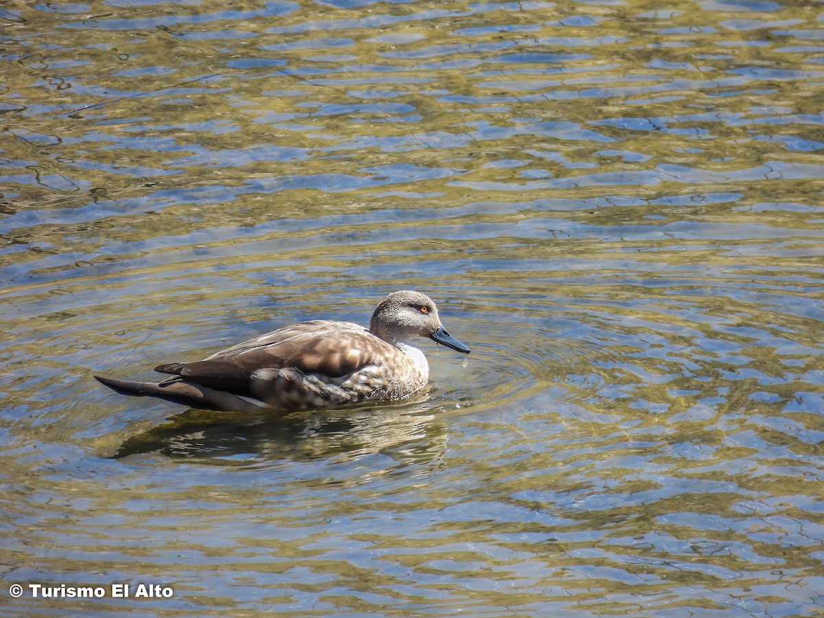 Crested Duck - ML562766451