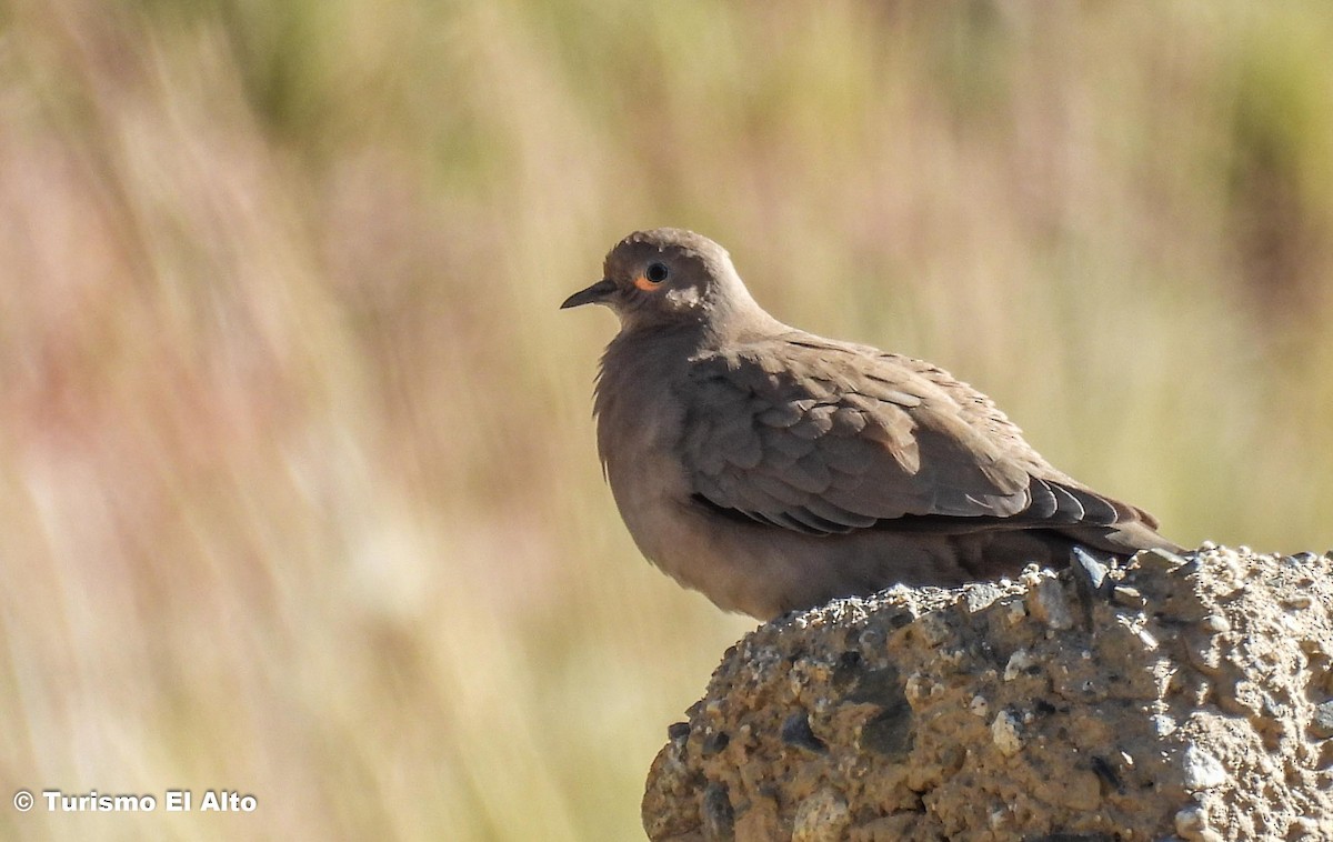 Black-winged Ground Dove - ML562766801