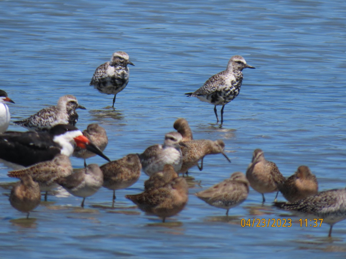 eBird Checklist - 23 Apr 2023 - Capers Island Heritage Preserve - 49 ...