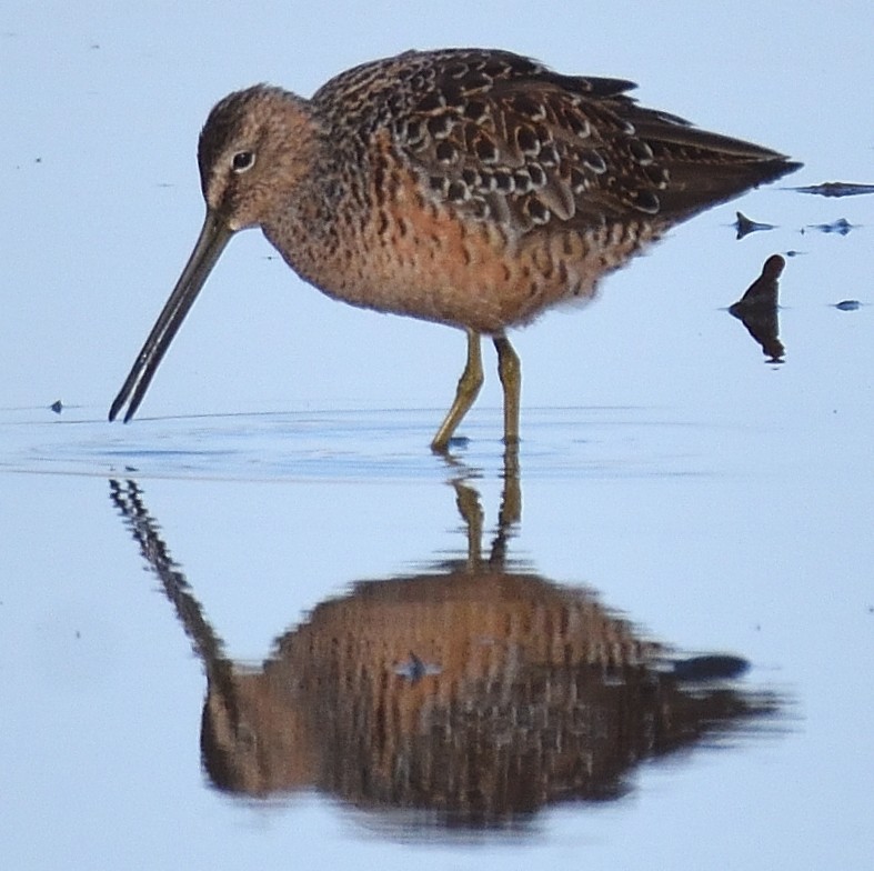 Long-billed Dowitcher - ML562770041