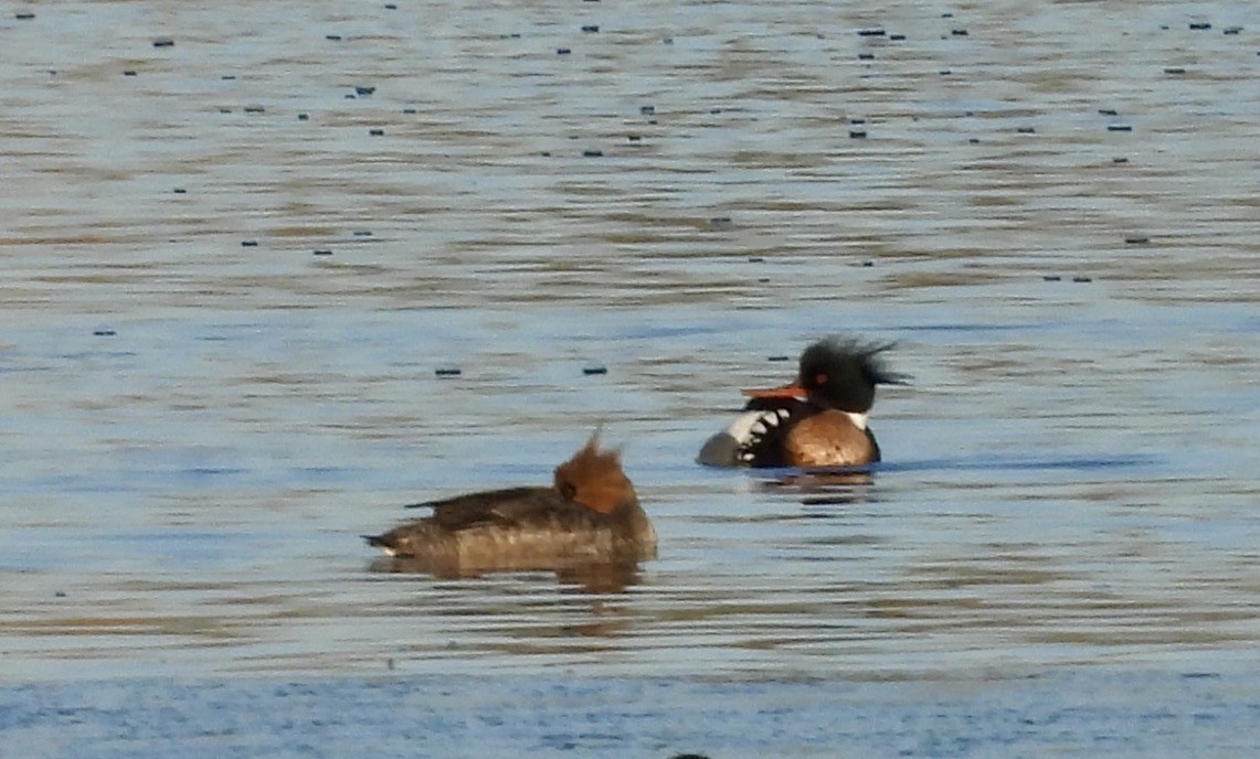 Red-breasted Merganser - Heather and Laurence Brownell