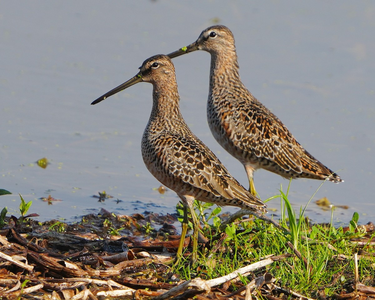 Long-billed Dowitcher - ML562780521