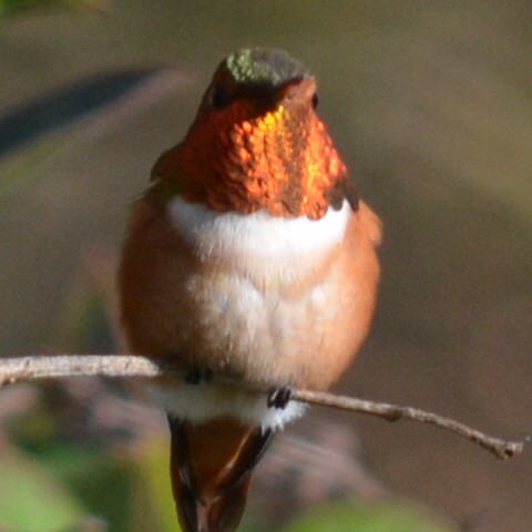 Rufous Hummingbird - ML562780681