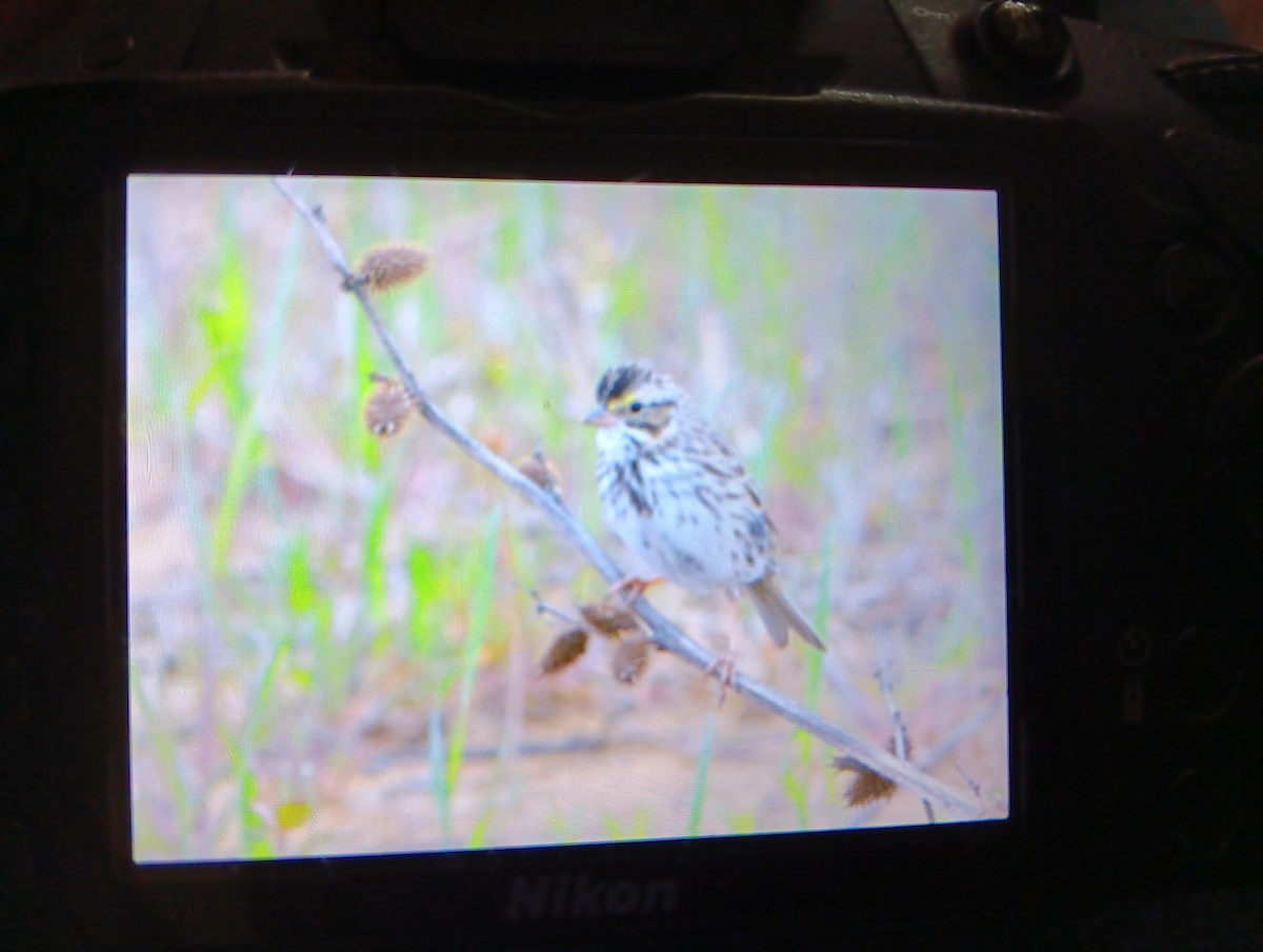 Savannah Sparrow - rachel shamy